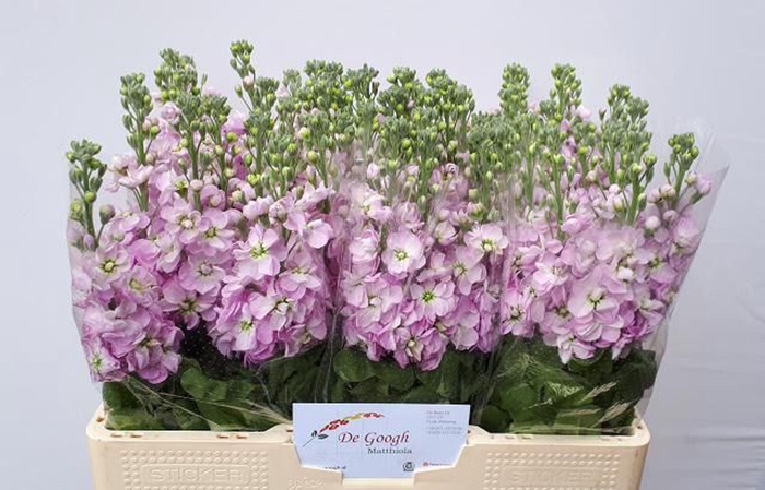 <h4>MATTHIOLA INCANA 'MATHILDA PINK'</h4>