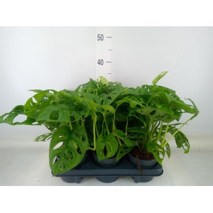 Monstera obliqua 'Monkey Mask'