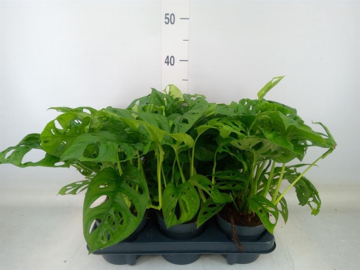 <h4>Monstera obliqua 'Monkey Mask'</h4>