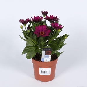 Osteospermum Sunny Mary