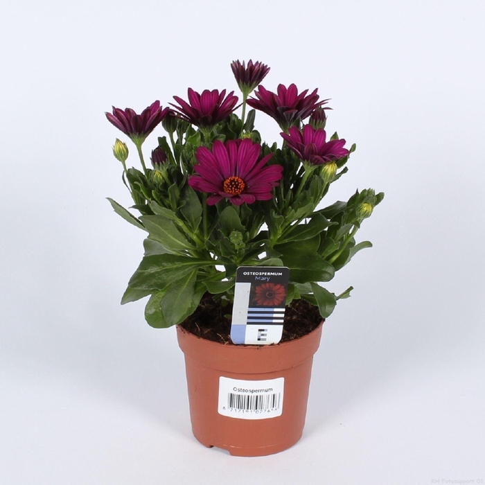 <h4>Osteospermum Sunny Mary</h4>