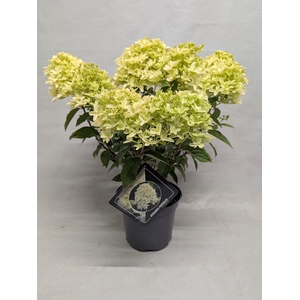 Hydrangea paniculata 'Skyfall' IMPORT 23 cm