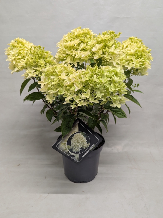 <h4>Hydrangea paniculata 'Skyfall' IMPORT 23 cm</h4>