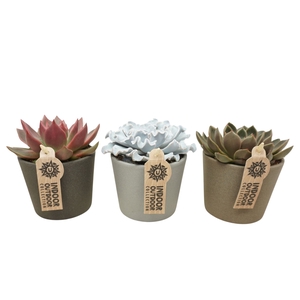 Echeveria   ...mix