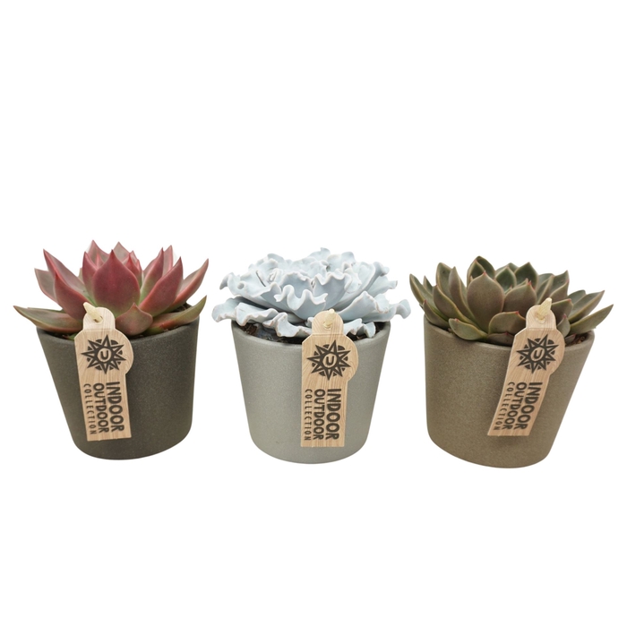 <h4>Echeveria   ...mix</h4>