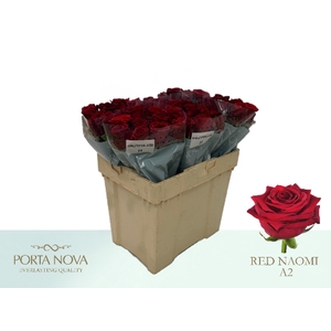 Rosa large pipe red naomi!