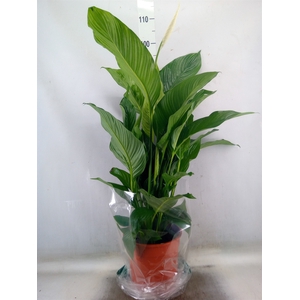 Spathiphyllum  'Sweet Lauretta'