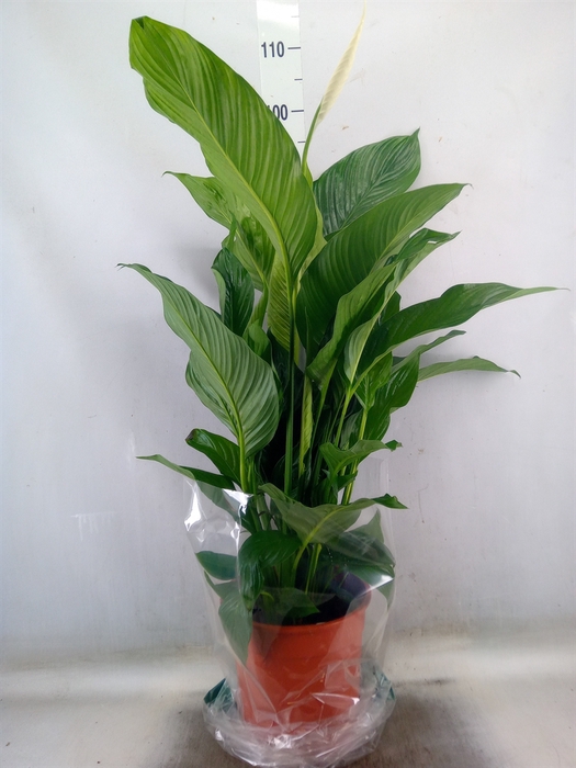 <h4>Spathiphyllum  'Sweet Lauretta'</h4>