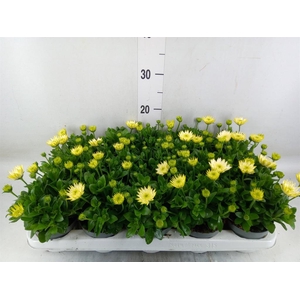 Osteospermum  '3D White'