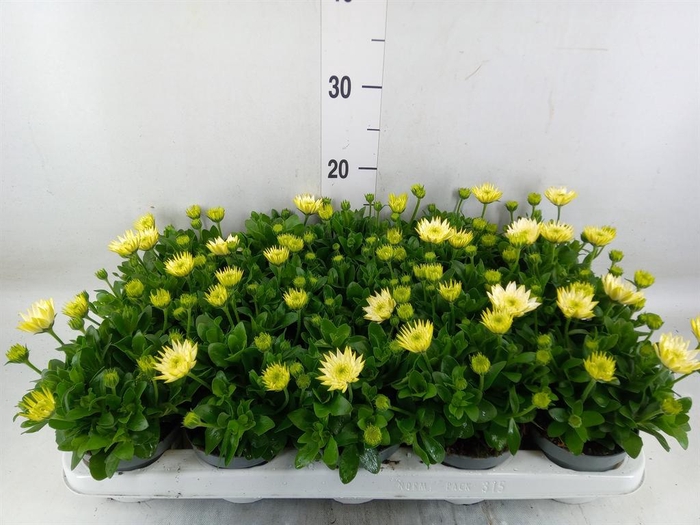 <h4>Osteospermum '3D White'</h4>