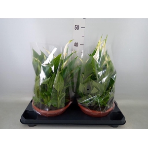 Spathiphyllum  'Bellini'