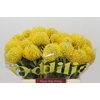 Nutans Ayoba Yellow