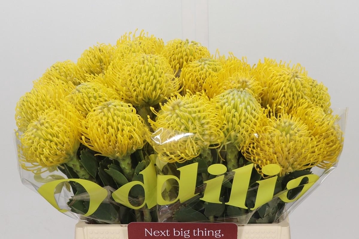 Nutans Ayoba Yellow
