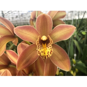 Cymbidium Mini P11 X10 Leekade
