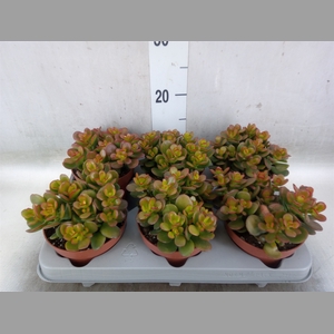 Crassula ovata 'Minor'