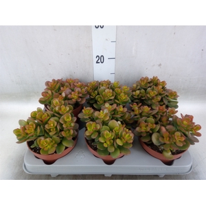 Crassula ovata 'Minor'