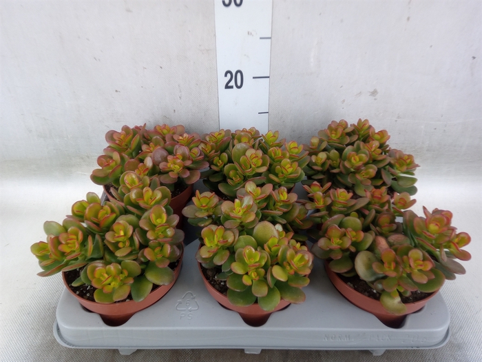 <h4>Crassula ovata 'Minor'</h4>