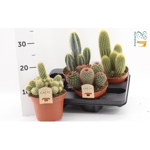 CACTUS GEM