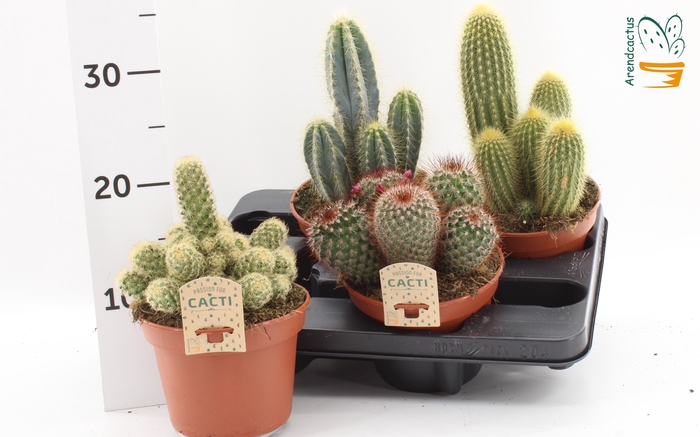 <h4>CACTUS GEM</h4>