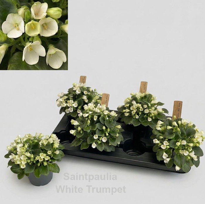 <h4>Saintpaulia   ...</h4>