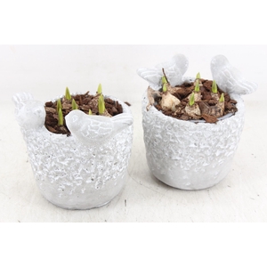 arr4 Muscari JS - Vogelpotje 236/6