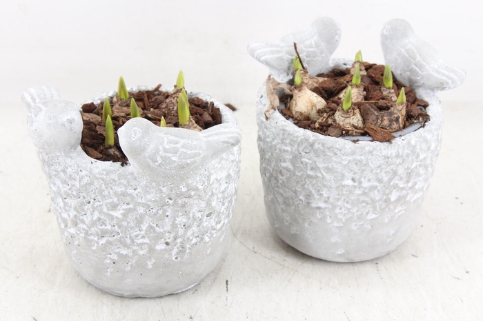 <h4>arr4 Muscari JS - Vogelpotje 236/6</h4>