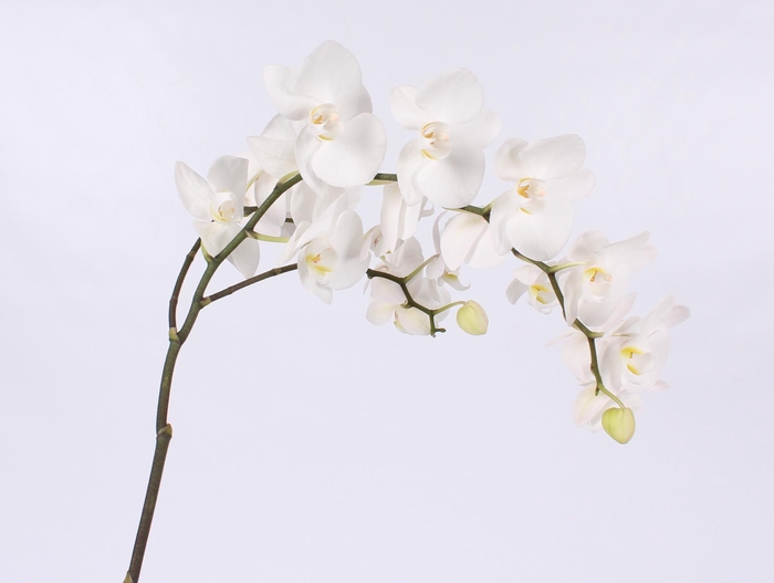 <h4>PHAL PAISLEY TAK 9+</h4>