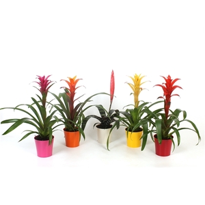 Bromelia Original mix in plastic pot Inge