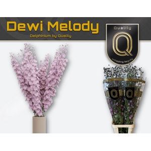 DELPH DU DEW MELODY 70CM X60