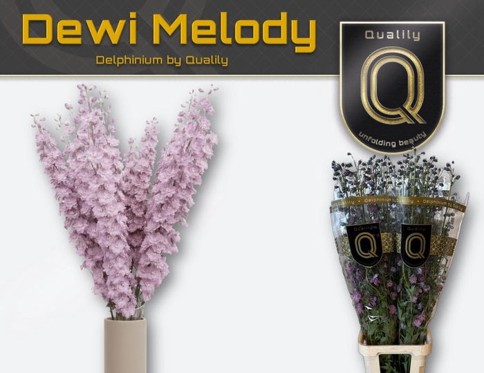 <h4>DELPH DU DEW MELODY 70CM X60</h4>