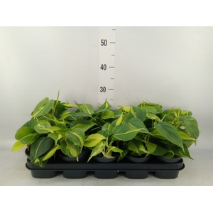 Philodendron scand. 'Brasil'