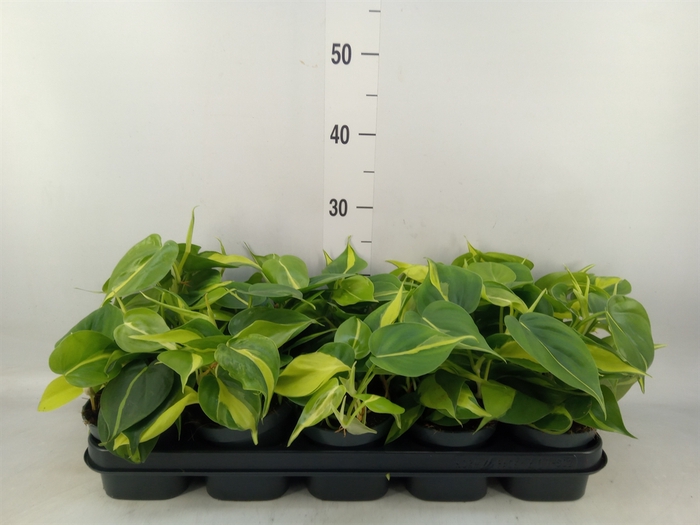 <h4>Philodendron scand. 'Brasil'</h4>