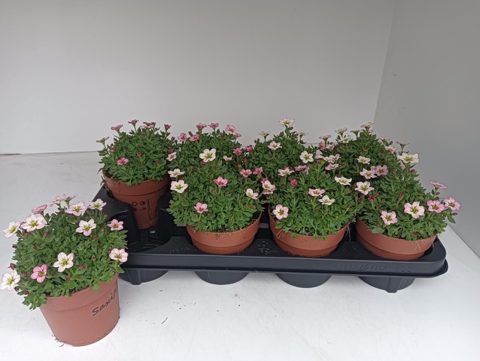 <h4>SAXIF AR ALP ROSE</h4>