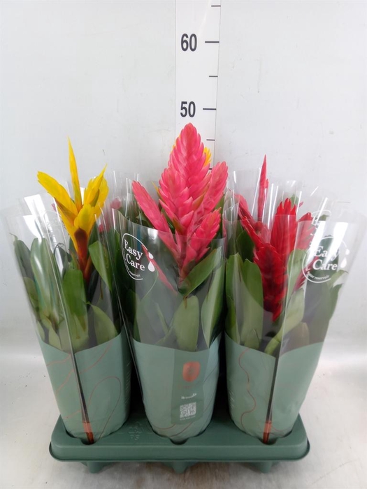 <h4>Vriesea   ...mix</h4>