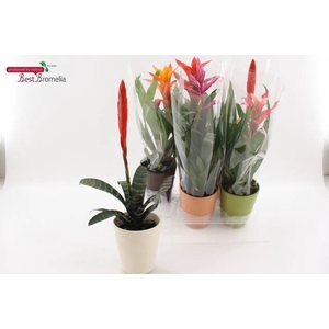 BROMELIA GEM