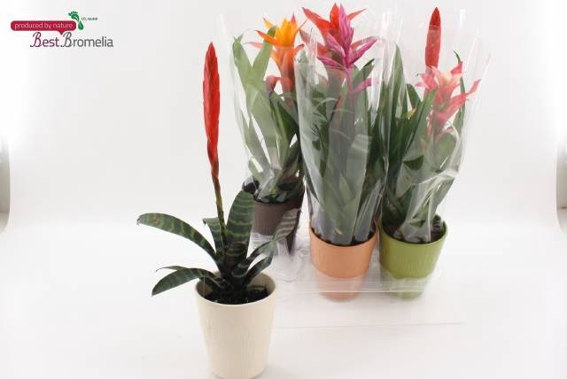 <h4>BROMELIA GEM</h4>
