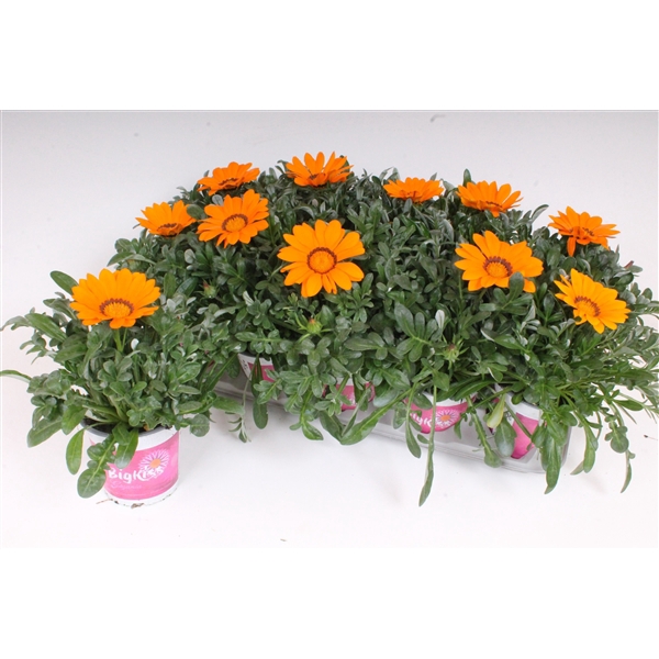 <h4>Gazania Rigens P12 - BigKiss - Orange</h4>