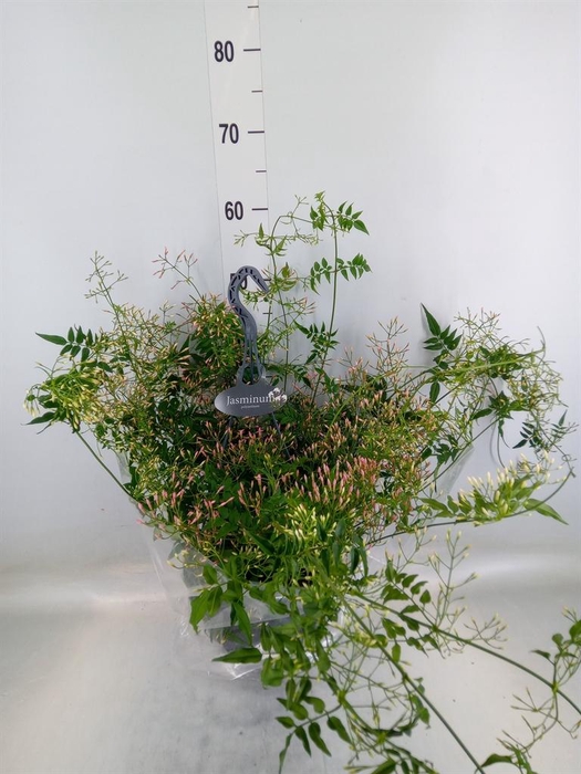 <h4>Jasminum polyanthum</h4>