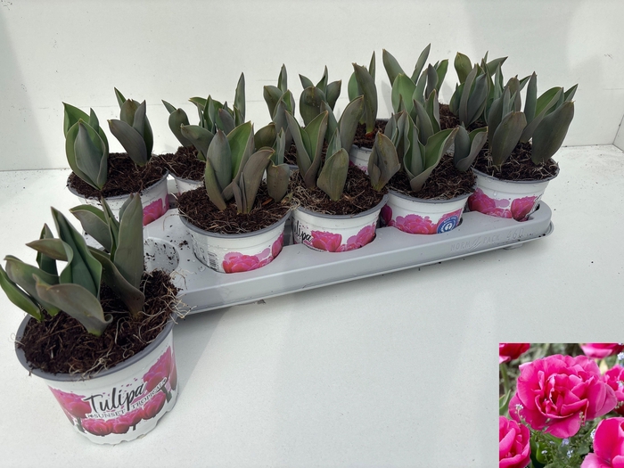 <h4>TUL OV DUBBEL</h4>