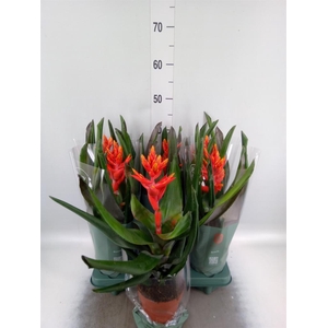 Aechmea  'Pepita Elegant Flames'