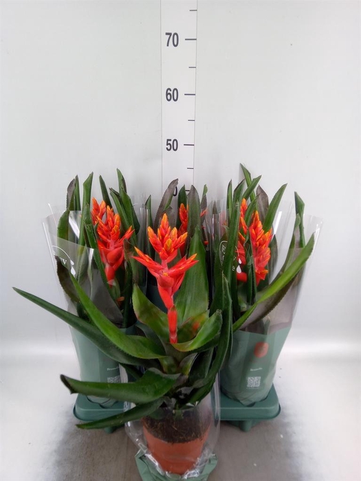 <h4>Aechmea  'Pepita Elegant Flames'</h4>