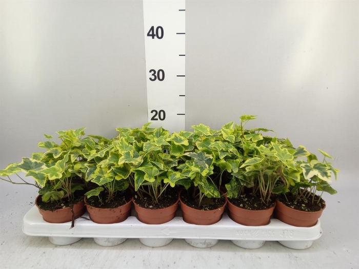 <h4>Hedera helix   ...mix varie yello</h4>