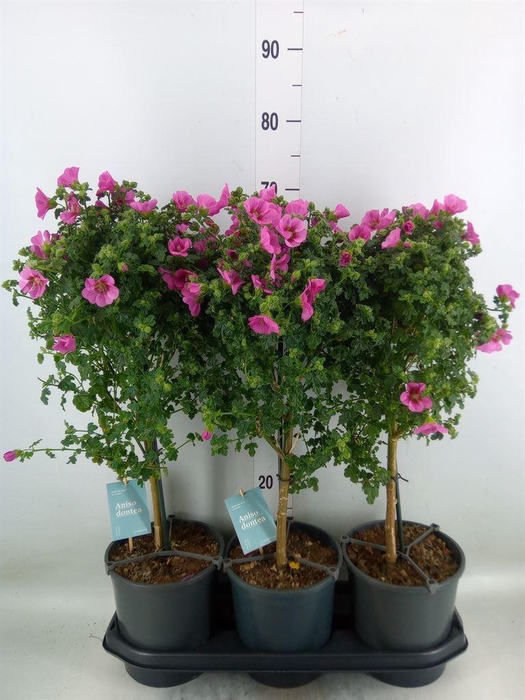 <h4>Anisodontea capensis 'Elega Prince'</h4>