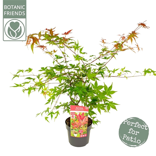 <h4>Acer palm. 'Beni-maiko'</h4>