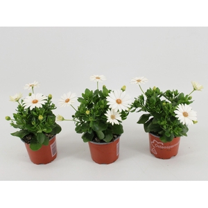 Osteospermum Sunny Pingo