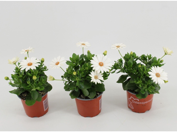 <h4>Osteospermum Sunny Pingo</h4>