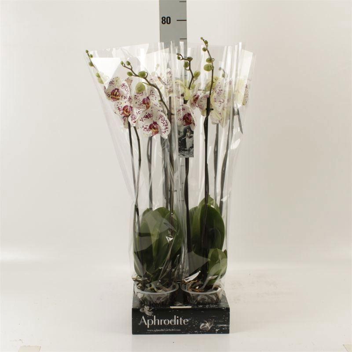 <h4>Phalaenopsis  'Calypso'</h4>