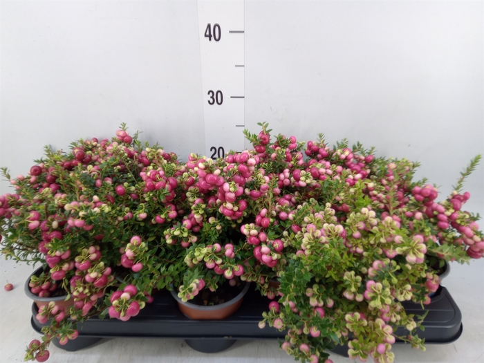 <h4>Gaultheria   ...red berry</h4>