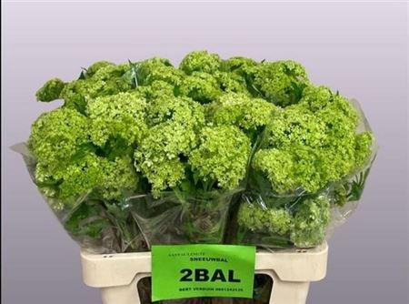 <h4>Viburnum Roseum St</h4>