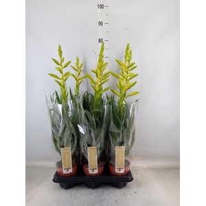 Tillandsia oerstediana